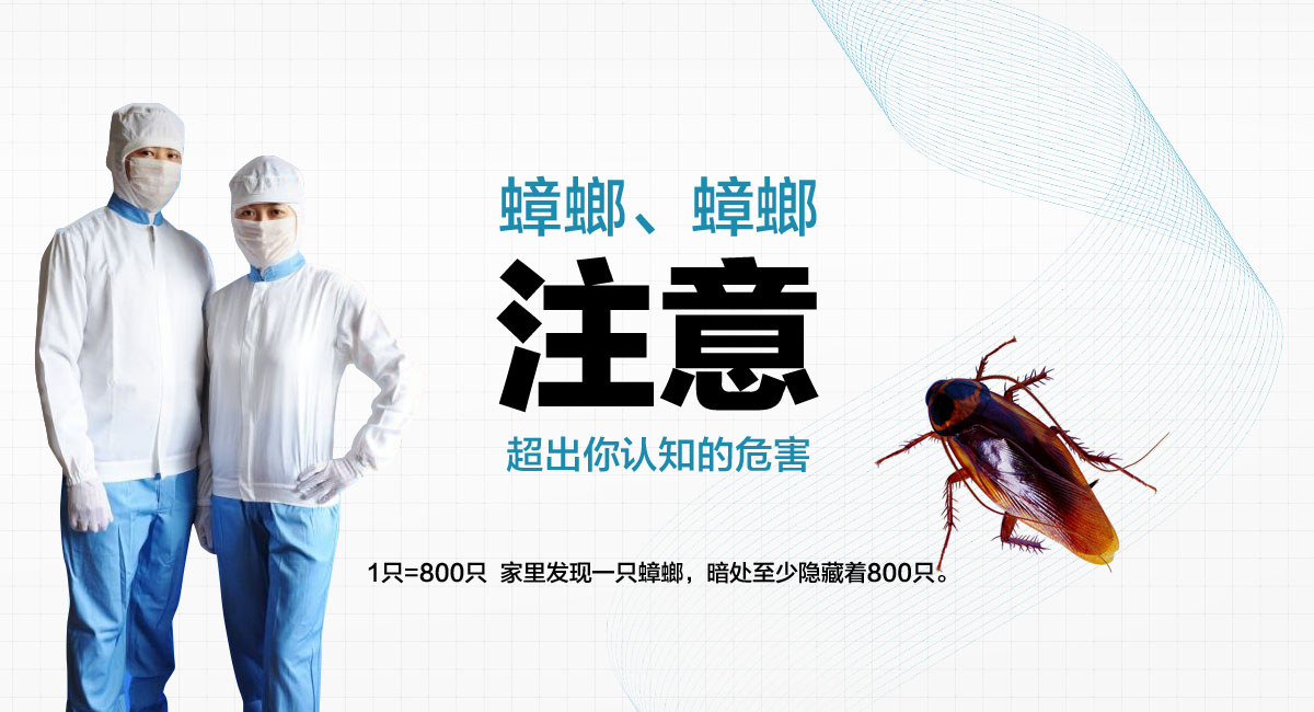 1只=800只 家里发现一只蟑螂，暗处至少隐藏着800只。